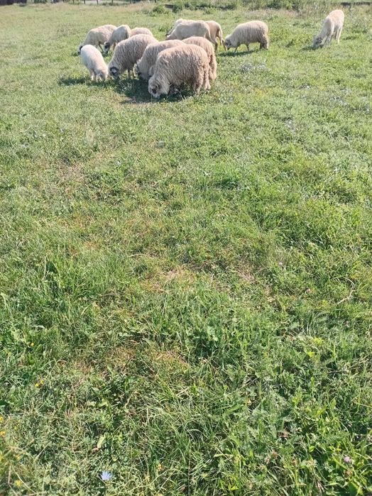 Oi cu miei de ținut