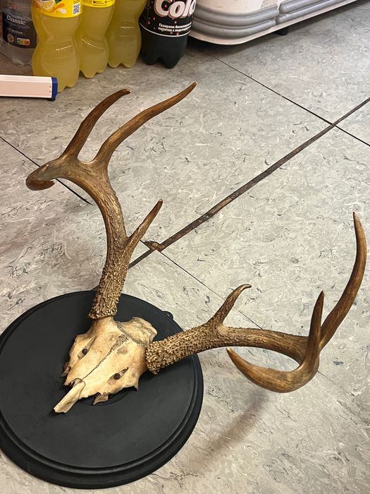 Трофеи от антилопа Елен, Гну и Антилопа цените са за брой