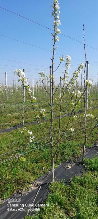 Саженцы Груши 2 летние