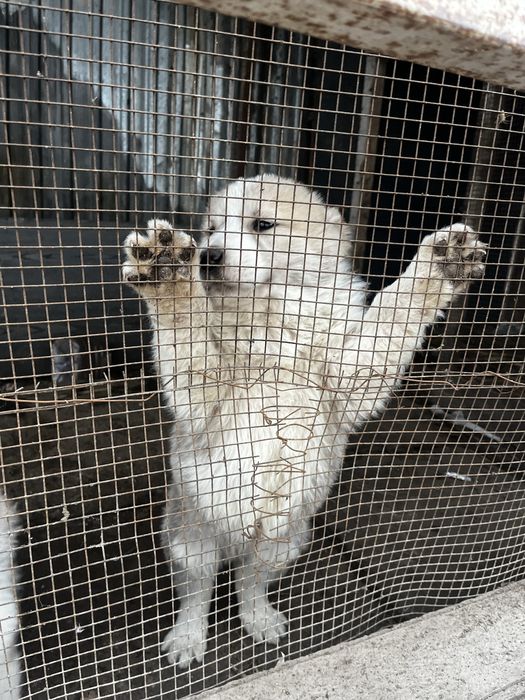 Продам щенков Сао