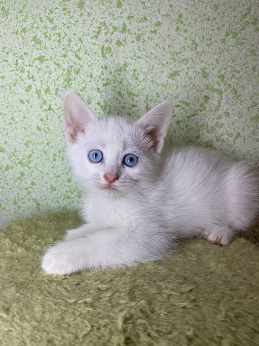 mushuk sotiladi oppoq kozi komkok