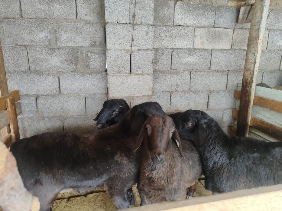 Семыз кошкар 4штук