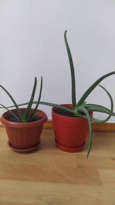 Алое вера комнатные