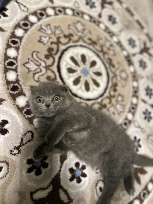 Продаётся очаровательный плюшевый мальчик Scottish Fold!