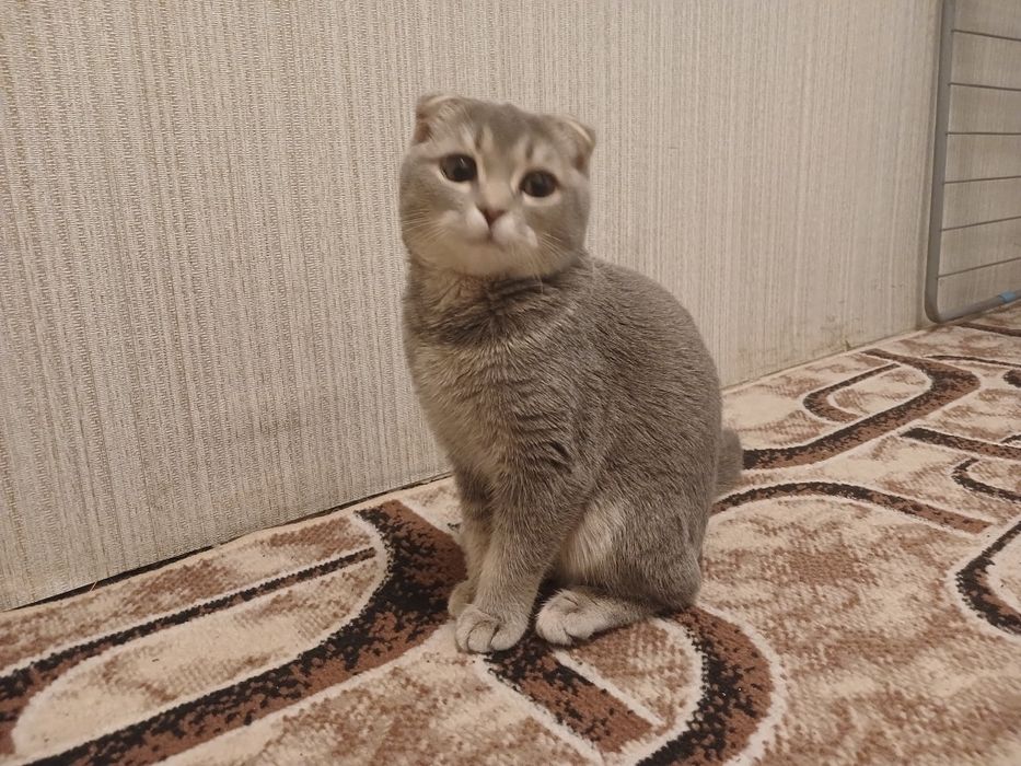 Продаеться умная кошечка