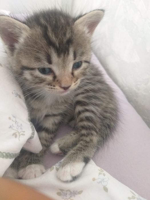 Котята  дворняжки