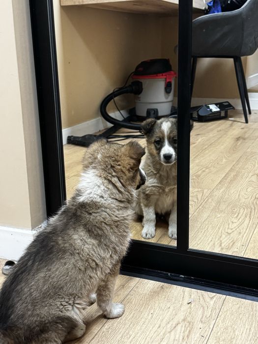 Собаки. Девочка и мальчик