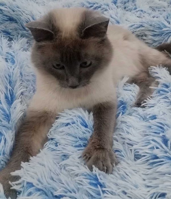 Отдам кошечку в добрые руки.