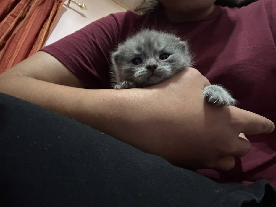 Продается скоттиш фолд шотладская порода