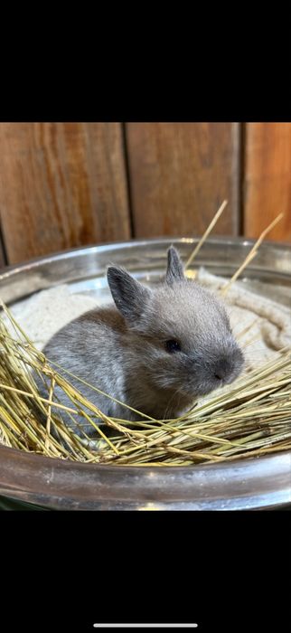 крольчата декоративные