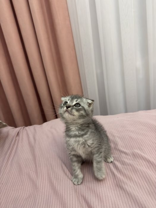 2oylik Sog’lom va aktiv Scottish Fold mushukcha sotiladi!