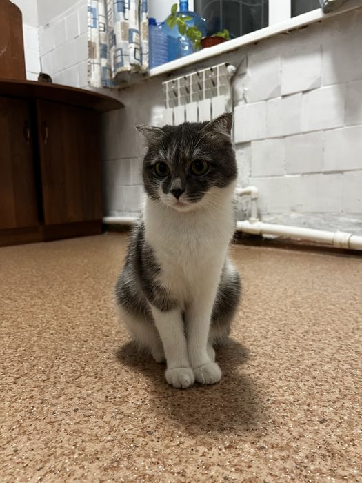 Пристраивается кошка