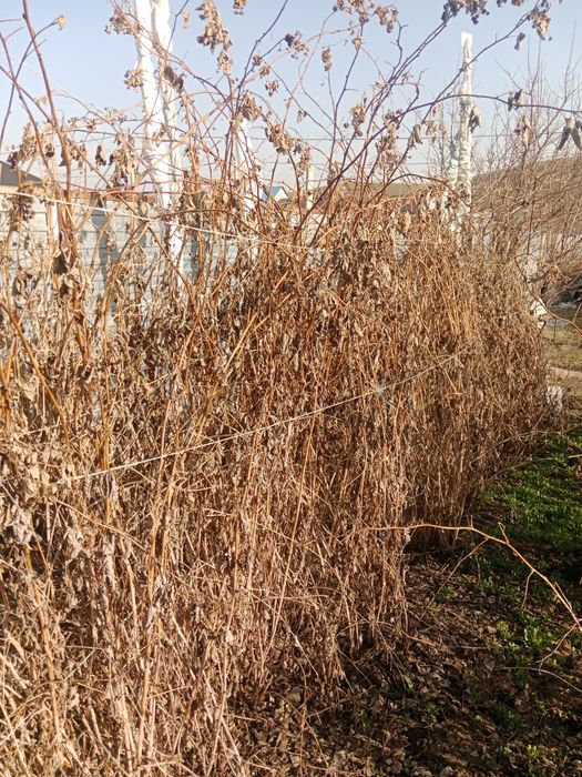 Ремонтатный малина