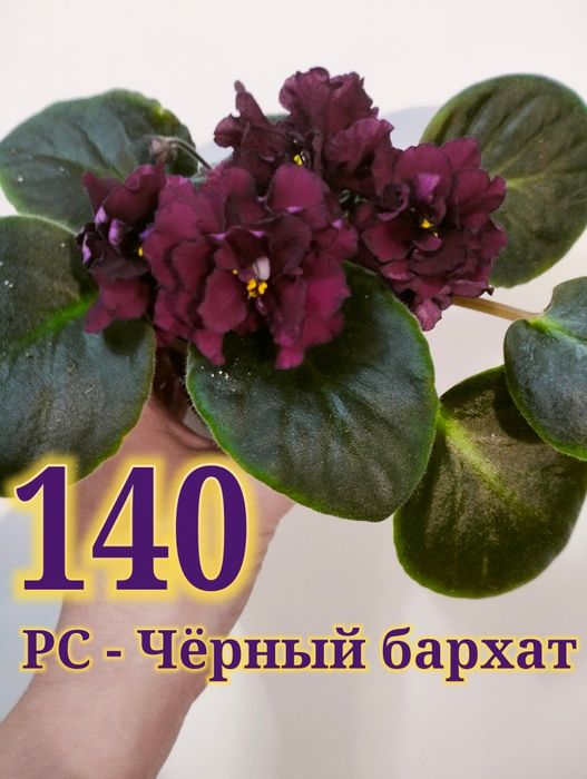 Продам сортовые фиалки