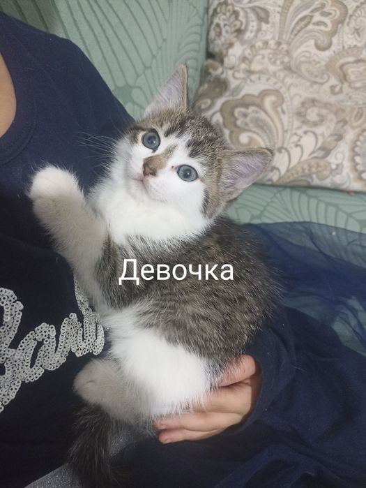 Отдам котят в хорошие руки.