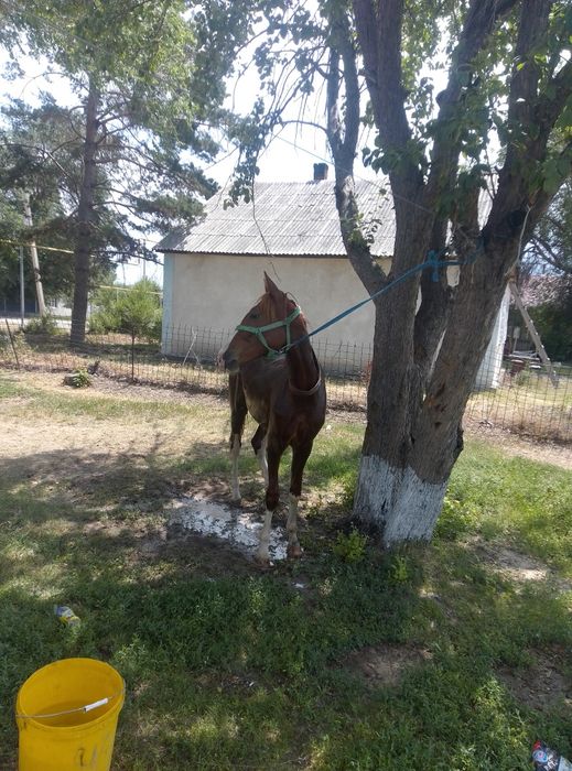 Жуас мінгі бір жасар тай