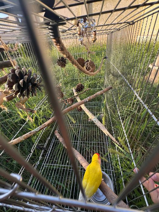 Клетка для попугаев