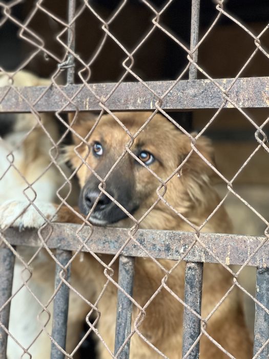 Собака в хорошие руки