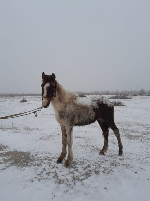 Жылкы сатам 550мын