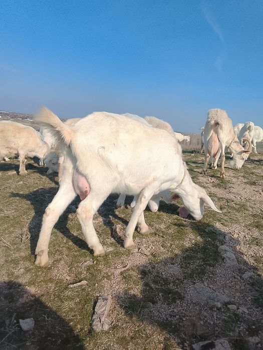 Козы перво котки