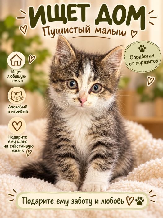 Котенок в добрые руки