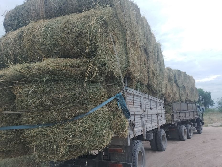 Сено люцерна урлон сатамын урлон жоношка сатылады