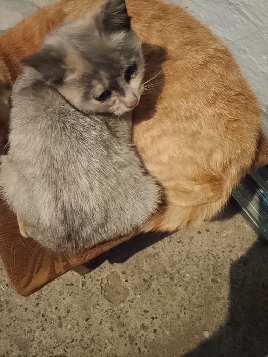 Отдам даром котят