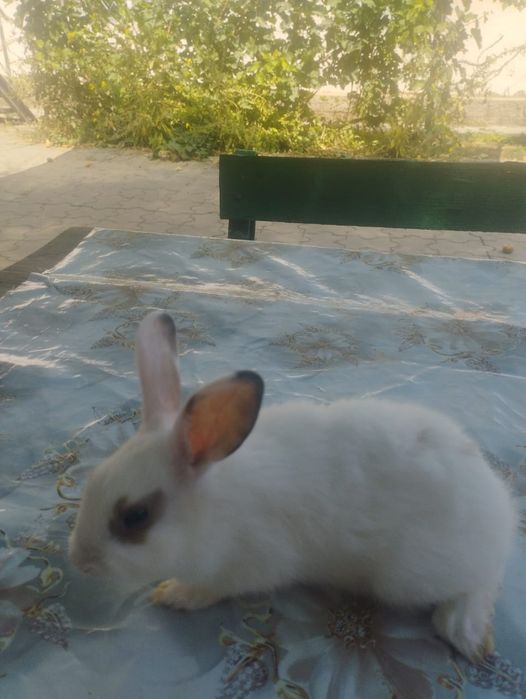 Декоративные кролики