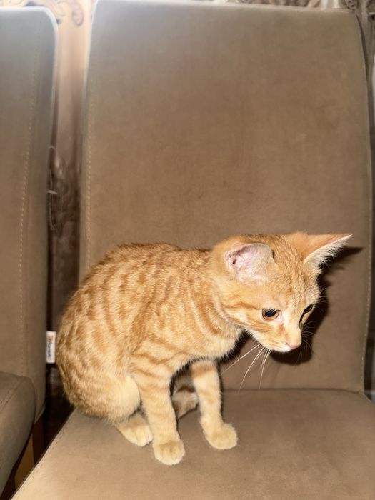 Котенок очень ласковый