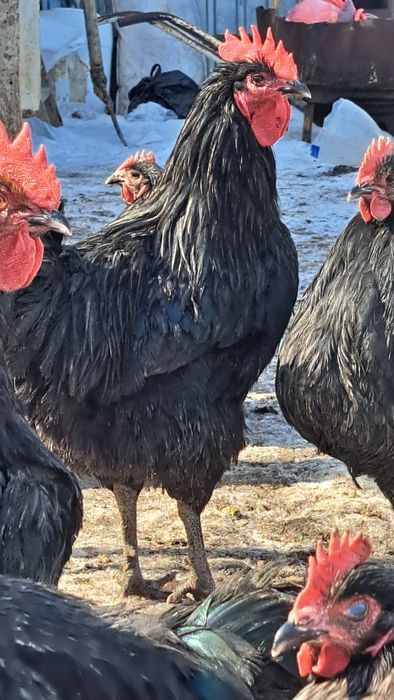 Сатылады, продаётся