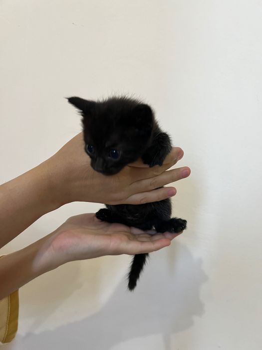 Отдам котят в добрые руки