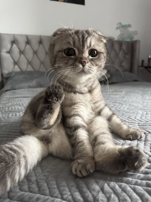 Отдам кошку в хорошие руки