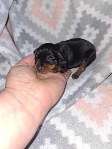 Mini pinscher toy catelusi