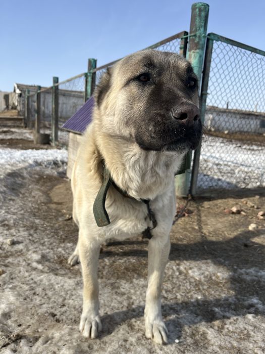 Продам щенят Кангал