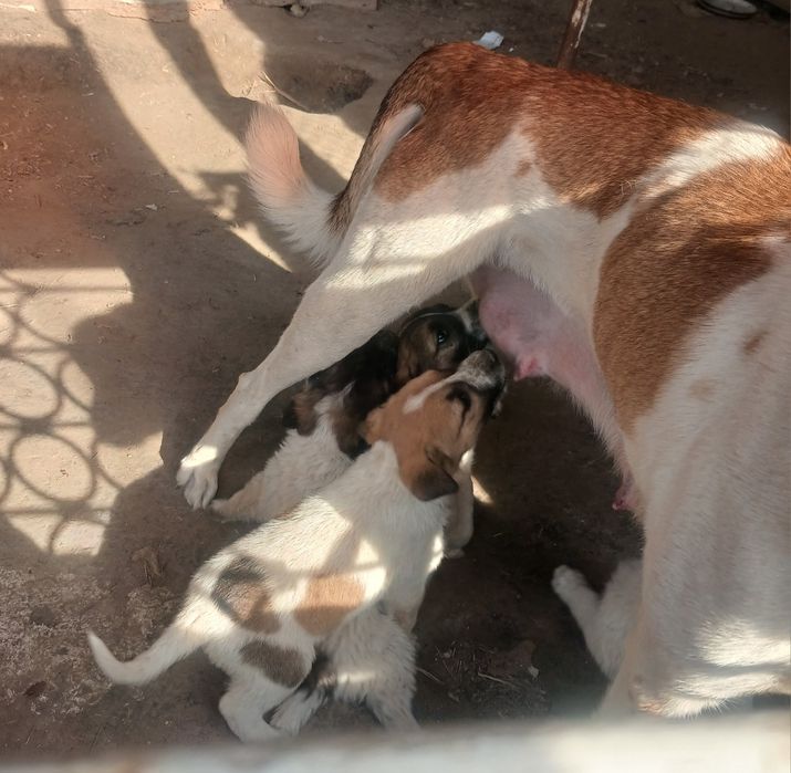 Отдам щенков в добрые руки