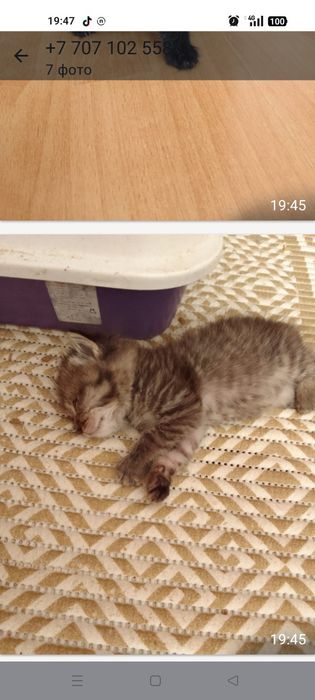 Отдам котят , в добрые руки.