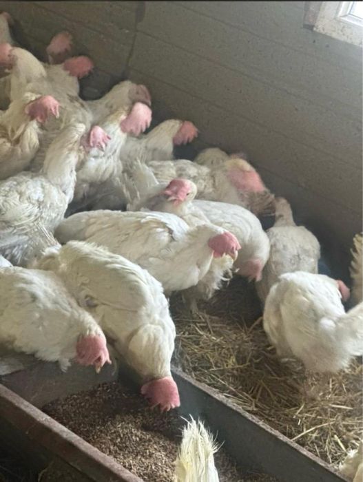 Куры легорн годовалые оптом и в розницу