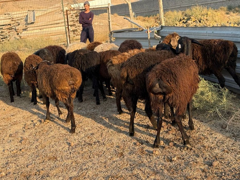 Кошкарлар сатылады