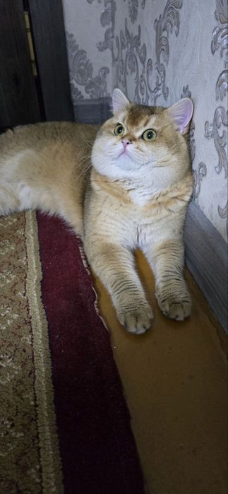 Продаётся золотая шиншилла