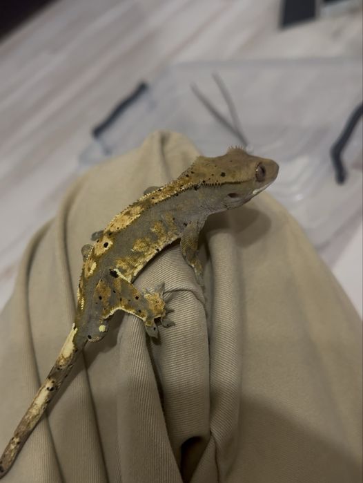 Террариум с гекконом бананоедом