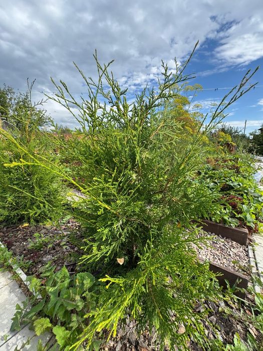 Шикарная Дача в Борках. 6 соток' баня