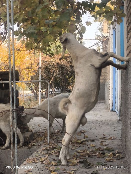 Рус эчкилар сотилади