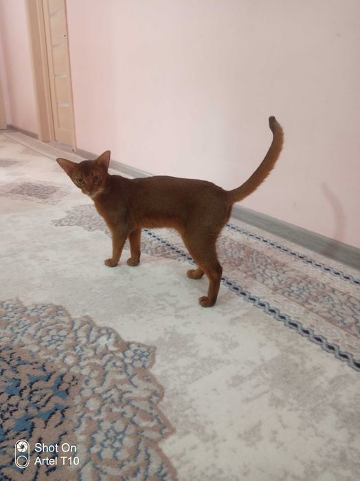 Абиссинская кошка