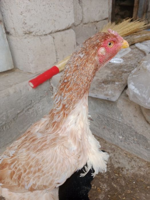 Курицадакан  хорошых кровей корпусник и грач