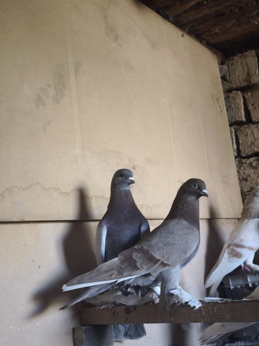 Серенвый и пакистанцы