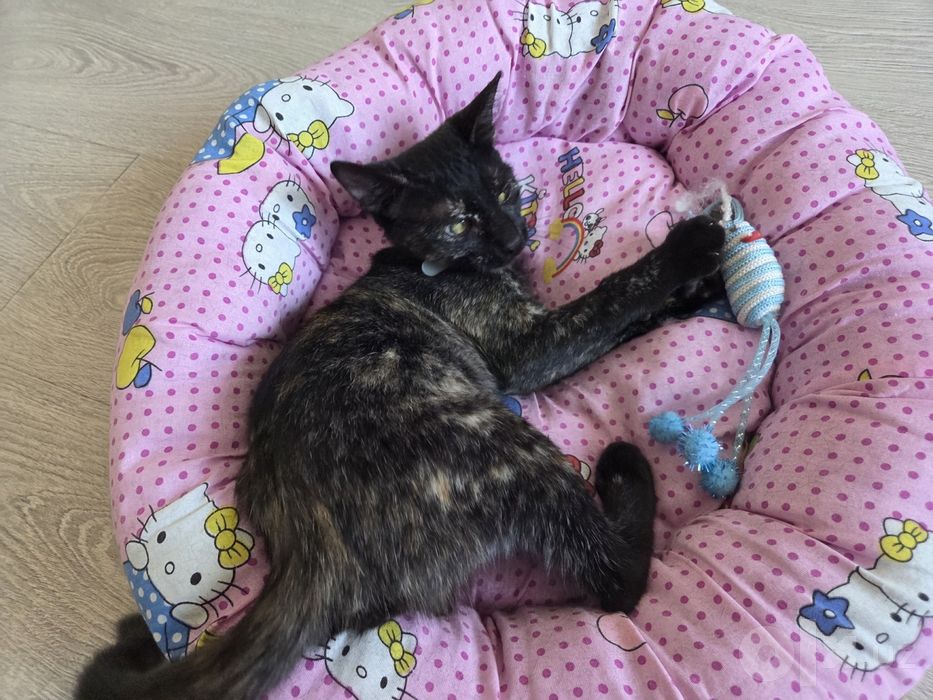 Кошечка в добрые руки