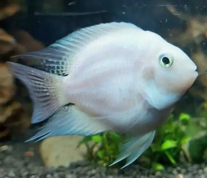 Попугай платиновый