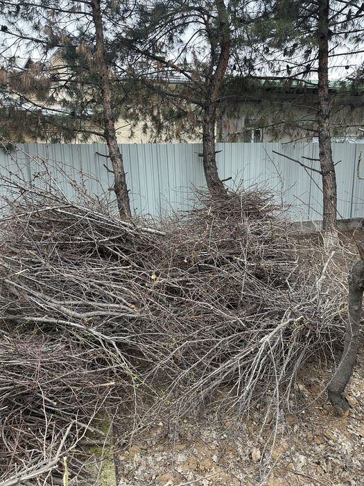 Daraxt shoxlari keb obketsela boldi