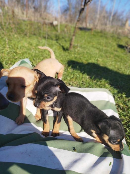 Малки пинчерчета