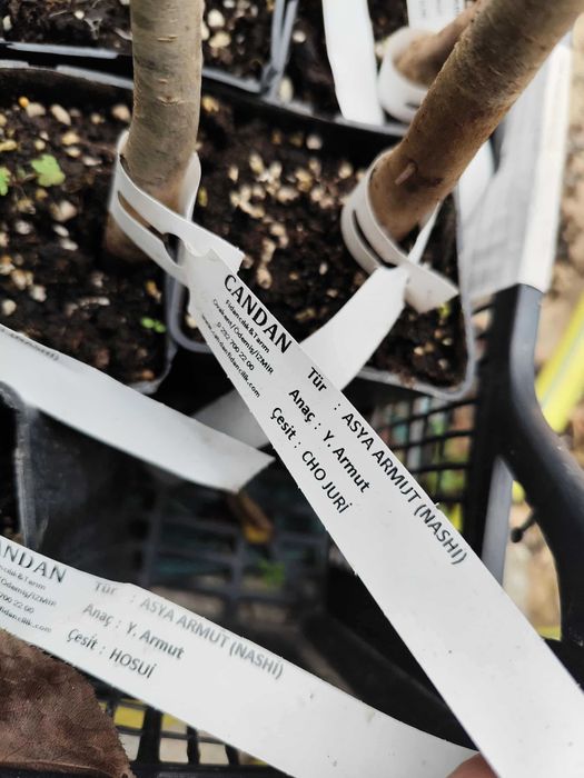 Азиатска круша Наши (Pyrus pyrifolia)